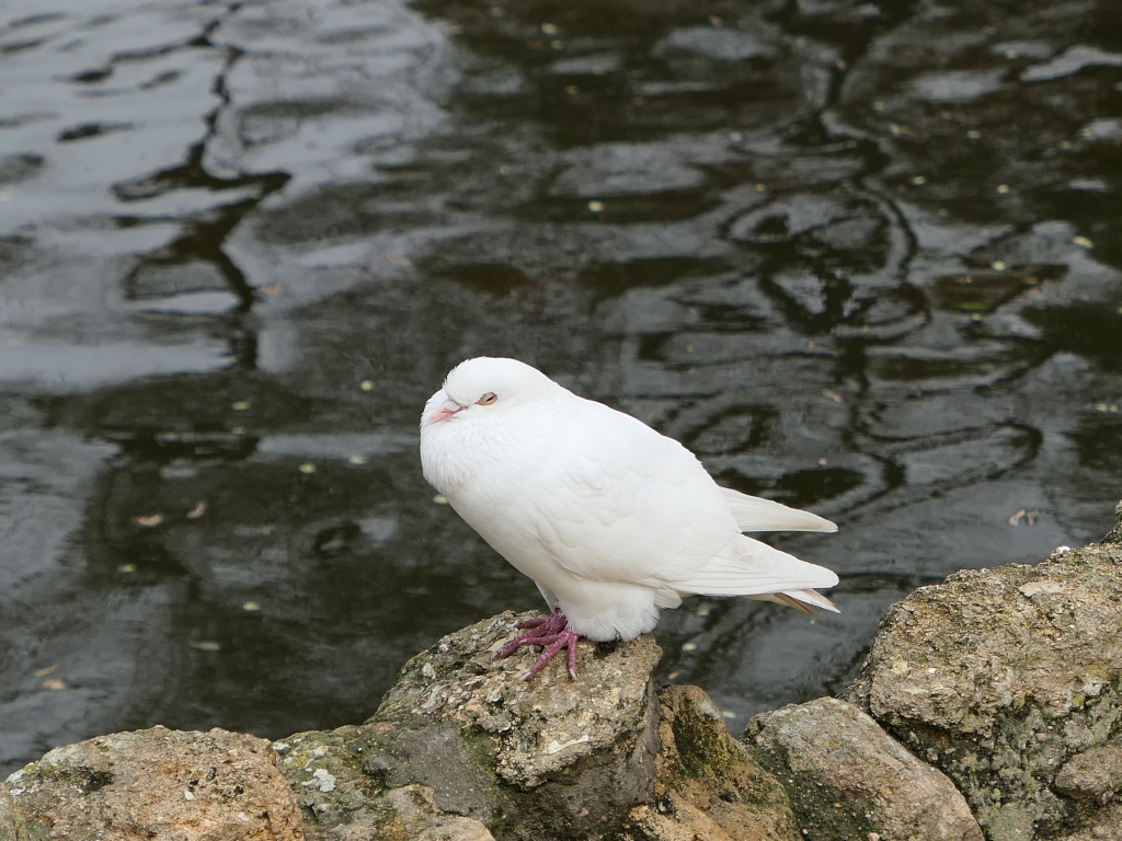 Photo 3 de l'article 1